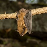 bat removal