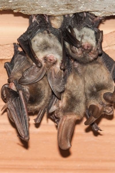 Bats in Ontario