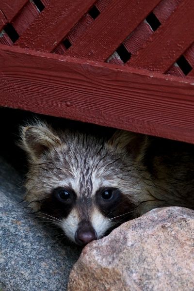 raccoon control