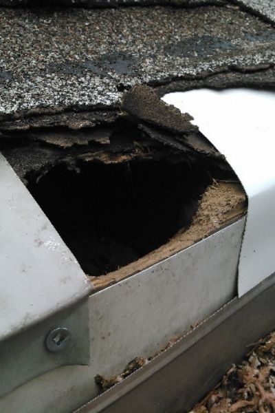 raccoon Roof Damage