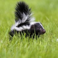 skunk removal