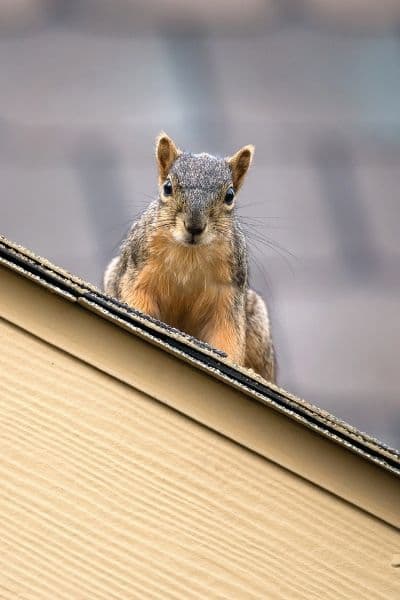 squirrel control aurora