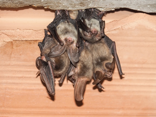 Bat_Removal_Costs_Understanding_Pricing_and_Value_for_Homeowners