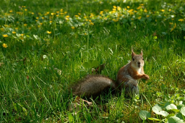 Busting_Common_Squirrel_Myths_Separating_Fact_from_Fiction