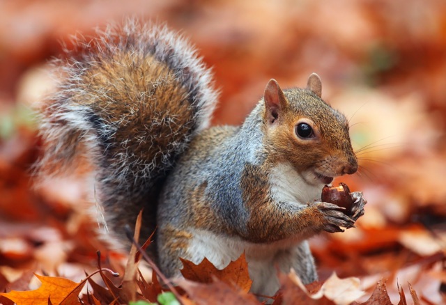 Ethical_Solutions_Eco_Friendly_Squirrel_Removal_or_Homeowners