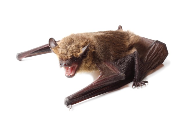 Humane_Bat_Removal_Methods_Protecting_Bats_and_Your_Property