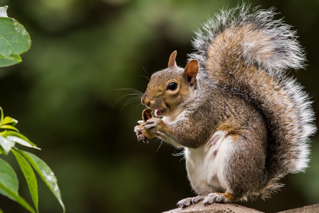 Humane_Squirrel_Removal_Protecting_Your_Home_and_the_Environment