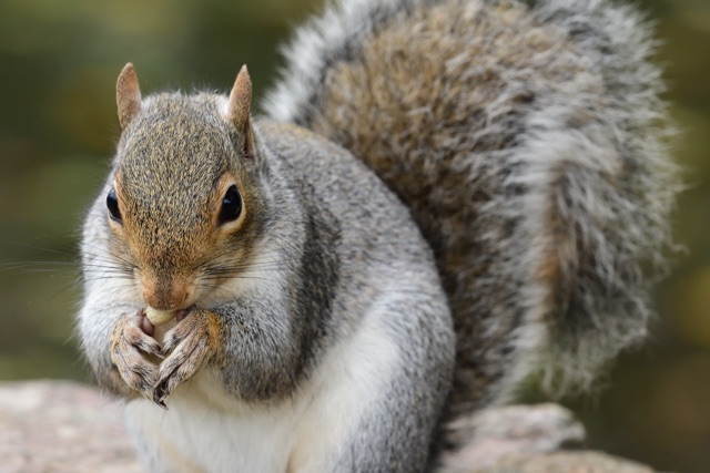 Keeping_Squirrels_at_Bay_The_Role_of_Habitat_Modification