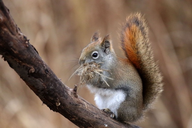 Preventing_Electrical_Hazards_Addressing_Squirrel_Wire_Chewing