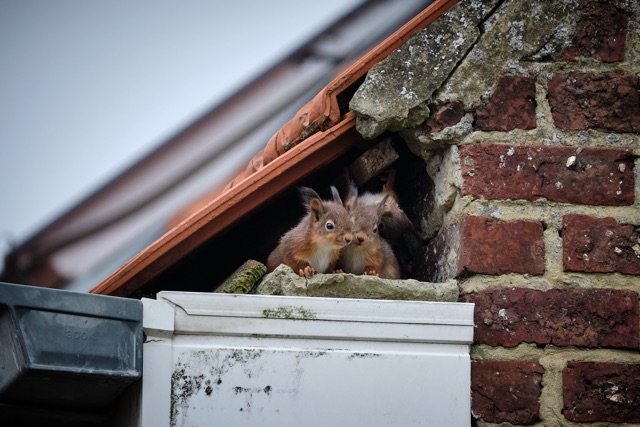 Preventing_Fall_Infestations_Squirrel_Proofing_Rural_Homes