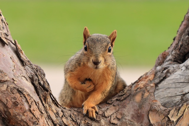 Protecting_Farms_and_Barns_Rural_Properties_at_Risk_from_Squirrels