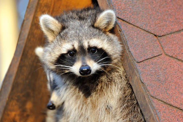 Raccoon_Control_Techniques_Eco_Friendly_Approaches_for_Responsible_Homeowners