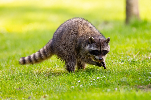 Raccoon_Removal_101_Humane_Techniques_for_a_Safe_Home