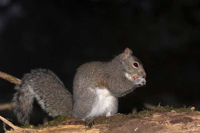 Raising_Awareness_Responsible_Squirrel_Removal_during_Squirrel_Awareness_Month