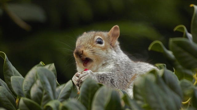 Rural_Homeowners_Guide_to_Squirrel_Proofing_Your_Property