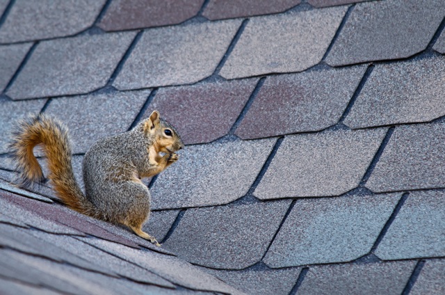 Taking_Quick_Action_The_Importance_of_Prompt_Squirrel_Removal