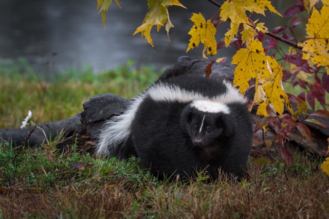 Techniques_to_Remove_Skunks_Under_Your_Deck