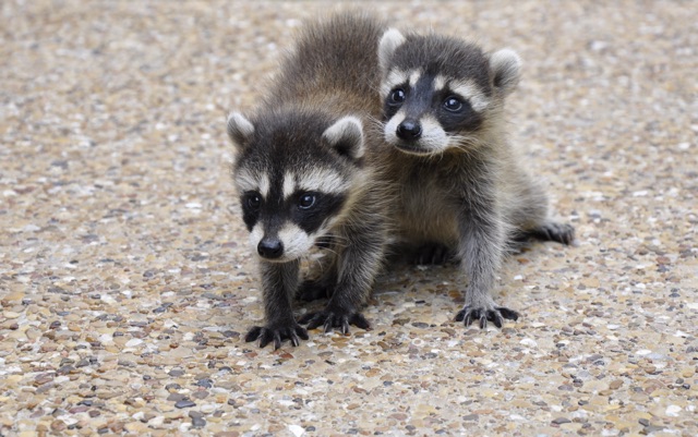 The_Importance_of_Timely_Raccoon_Removal_From_An_Attic