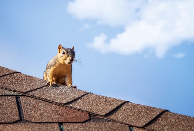 Unraveling_Squirrel_Behavior_Insights_into_Their_Habits